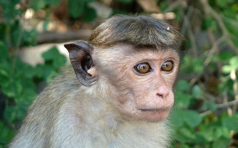 monkey