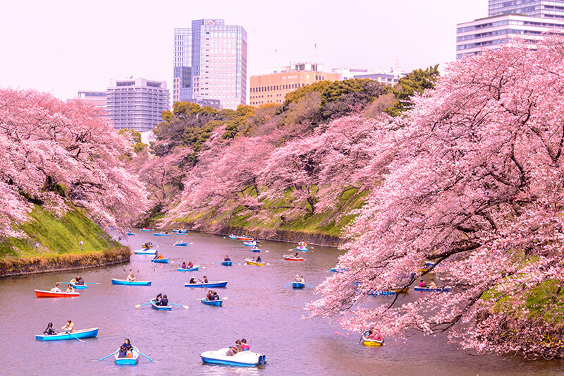 Sakura